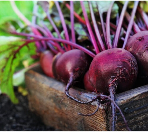 What are the Health Benefits of Beetroot?