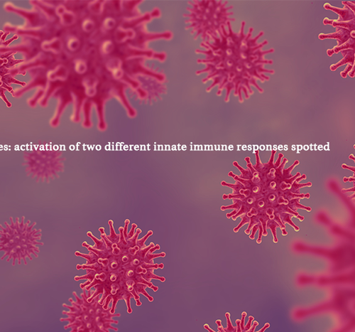 Measles: activation of two different innate immune responses spotted