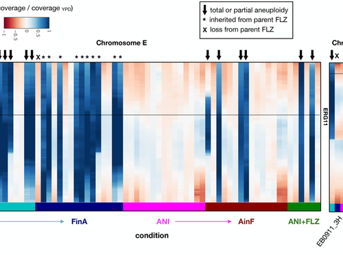 Identification of genes that cause resistance to treatment of the pathogenic fungus Candida