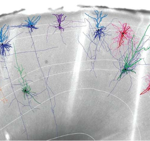 An ultra detailed map of the brain region that controls movement, from mice to monkeys to humans