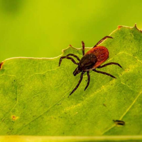 Black patients’ Lyme disease often diagnosed late, possibly due to missed signs