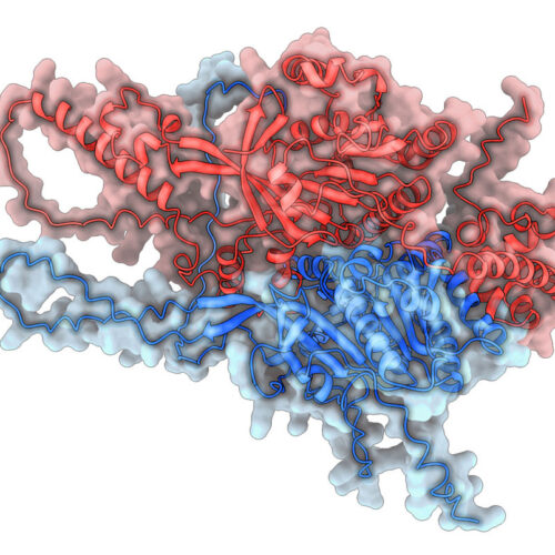 AI cracks the code of protein complexes—providing a road map for new drug targets