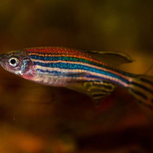 Aspirin could make urinary tract infections worse, suggests zebrafish study