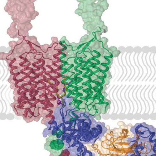 Chronic stress and depression boost this brain receptor; a new study maps out how to block it