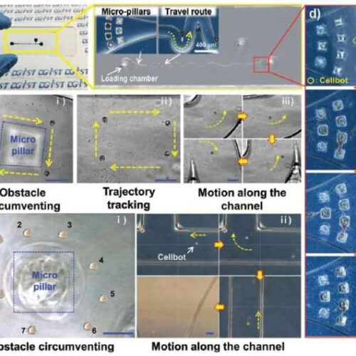 Microrobots for treating neurological diseases through intra-nasal administration