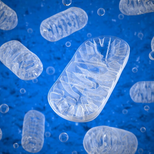 Mitochondria discovery reveals a plant extract that could combat obesity