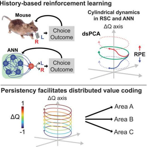 Neurobiologists reveal how value decisions are coded into our brains