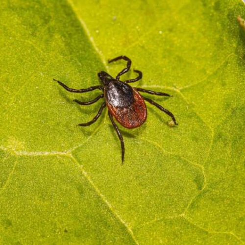 Novel Lyme vaccine shows promise