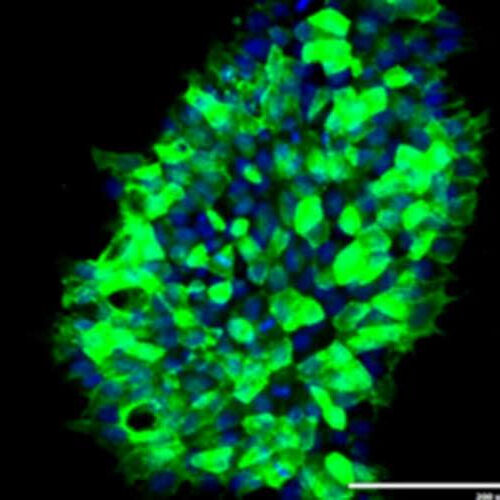 Rapidly correcting inherited gene alterations