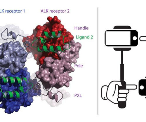 Receptor structure reveals new targets for cancer treatment