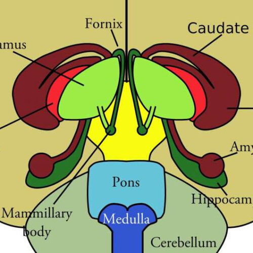 Researchers use model of hypothalamus to implicate genes associated with sleep, BMI, puberty, and more