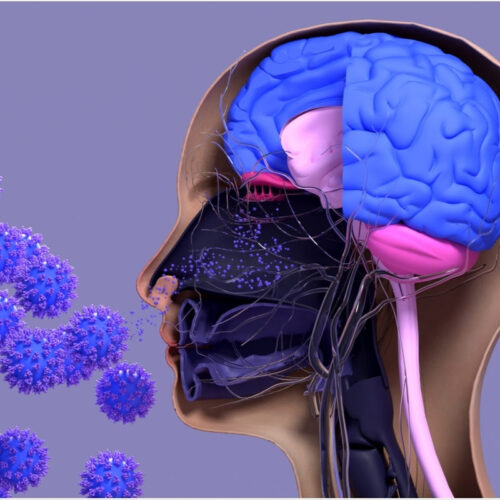 SARS-CoV-2 leaves long-term impact on olfactory neurocircuit