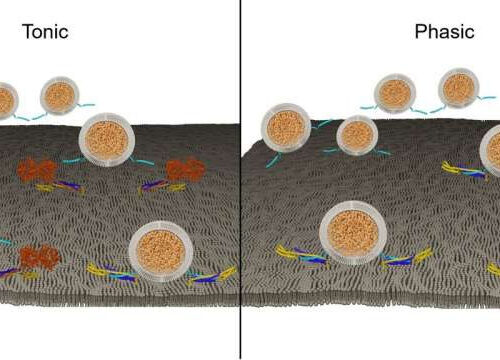 Study reveals a protein’s key contribution to heterogeneity of neurons