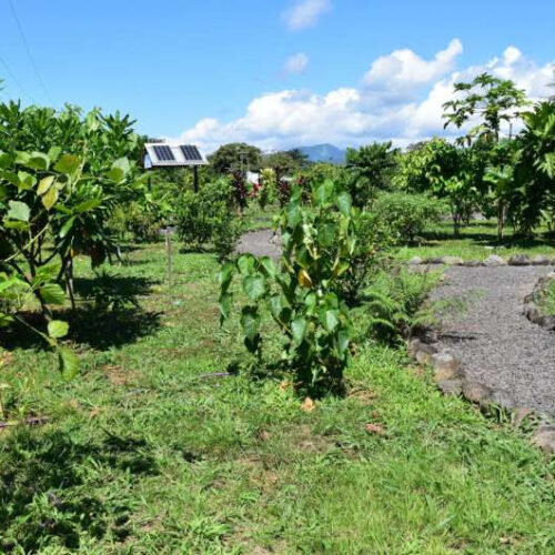 Traditional Samoan medicine found to be as effective as ibuprofen at reducing inflammation