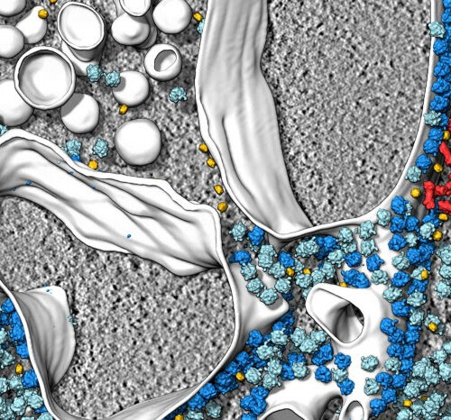 The secret lives of cells — as never seen before