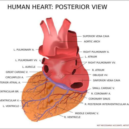 New study illuminates the biology of a common heart disorder
