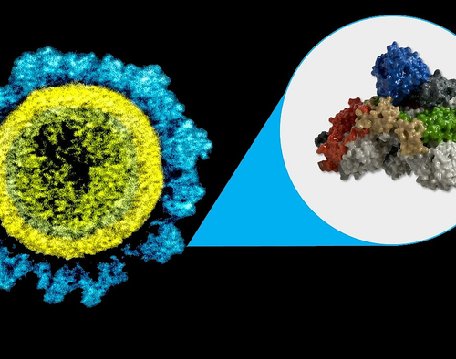 Study shows immune cells against COVID-19 stay high in number six months after vaccination