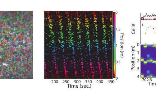 Reactivation in the hippocampus could support the consolidation of long-term cognitive maps