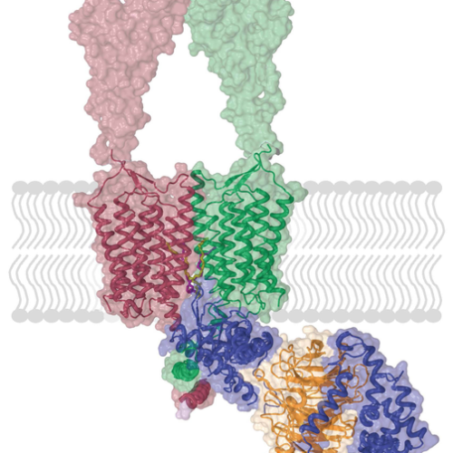 Chronic stress and depression boost this brain receptor; a new study maps out how to block it