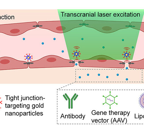 Crossing the Blood-Brain Barrier Using Lasers and Gold Nanoparticles