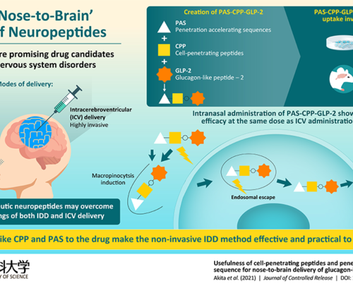 On the Nose: Scientists Optimize Intranasal Anti-Depressant Drug Delivery to the Brain