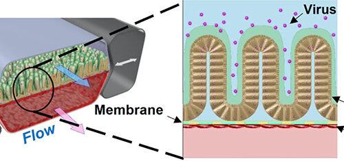 Chip for Investigation of Coronavirus Intestinal Infection