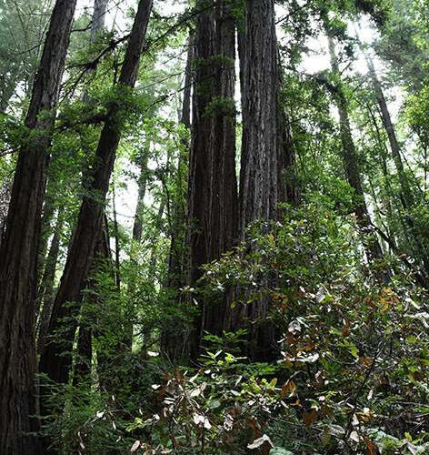 New study finds single molecule within a specific plant used by Native Americans can treat both pain and diarrhea