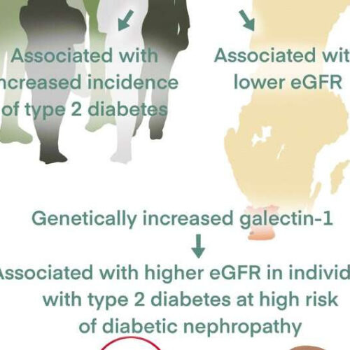 Galectin-1 linked to increased risk of type 2 diabetes