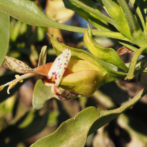 Ancient Australian plant promises to expand chemotherapy effectiveness