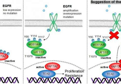 Researchers identify key component of cellular malfunction leading to cancer