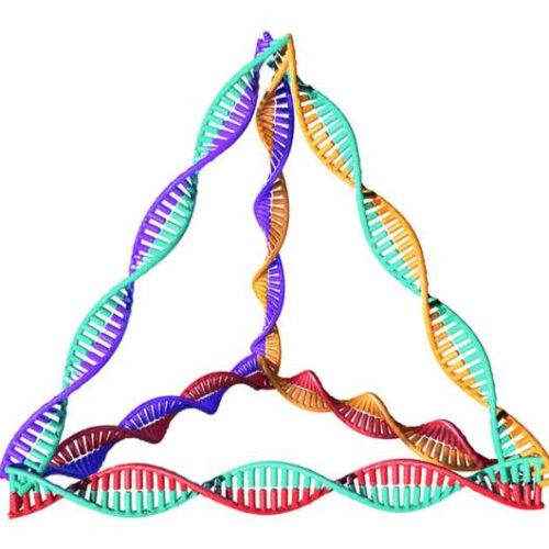 Reversing new-onset type 1 diabetes with pyramid-like DNA