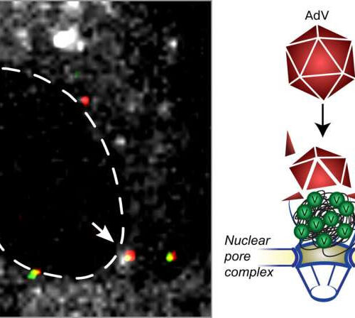 Mechanism for DNA invasion of adenoviral COVID-19 vaccines discovered