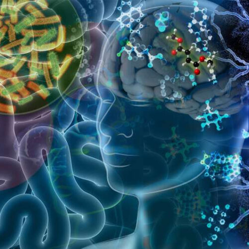 Scientists identify gut-derived metabolites that play a role in neurodegeneration