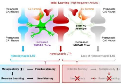 Star cells in the brain render memory flexible