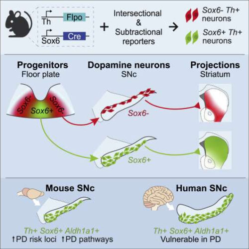 Uncovering the degenerative basis of Parkinson’s disease