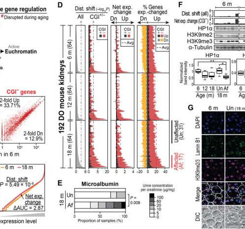 Gene expressions related to DNA changes due to aging found to be related to CpG islands