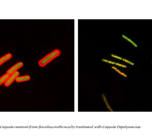 Experimental treatment with enzyme protects mice from lethal anthrax infection