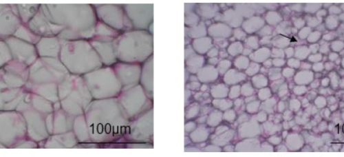 Flavor your food with “flavanols (flavan 3-ols)” to burn excess fat, new study suggests