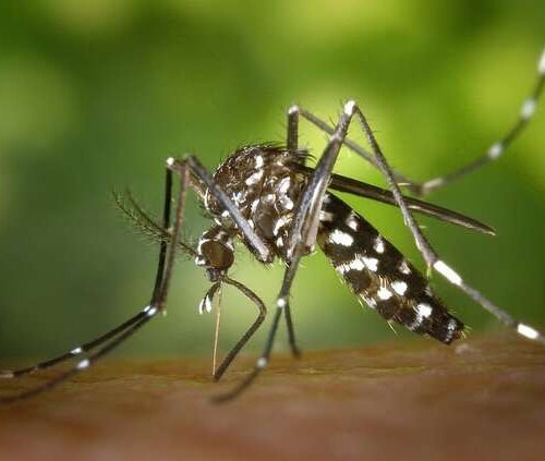 Chikungunya, Zika, and Dengue virus incidence in Mexico may be higher than previously reported