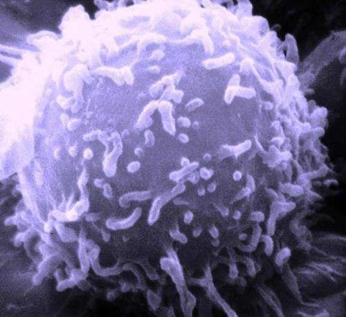 Scientists retool CAR T cells to serve as ‘micropharmacies’ for cancer drugs