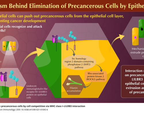 New study reveals how epithelial cells in the body naturally eliminate “precancerous” ones