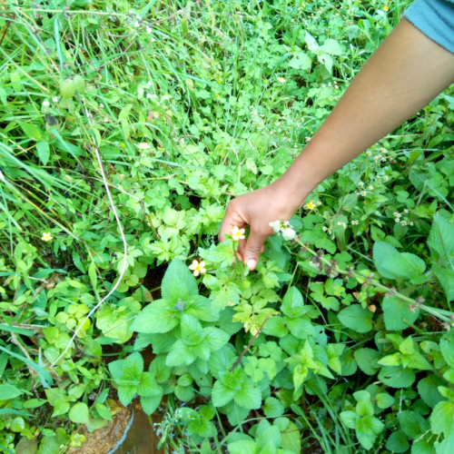 Traditional medicinal plant relieves malaria symptoms