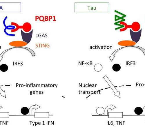 Tau and PQBP1: Protein interaction induces inflammation in the brain