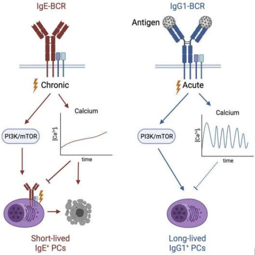 Scientists reveal how the body controls allergy-causing immune cells