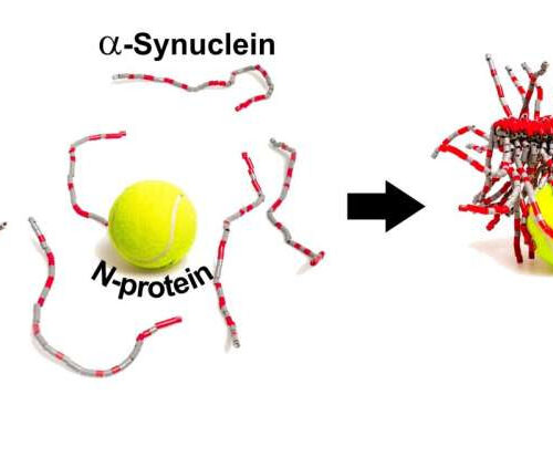 SARS-CoV-2 protein interacts with Parkinson’s protein, promotes amyloid formation