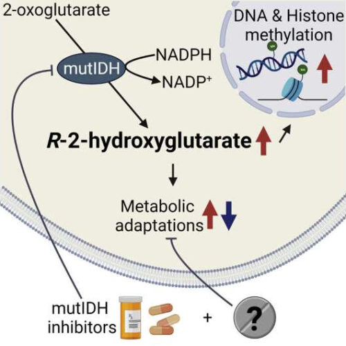 Researchers find key to drivers of kidney disease