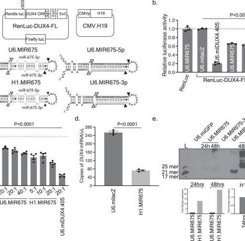 Human microRNA inhibits expression of pathogenic gene underlying facioscapulohumeral muscular dystrophy
