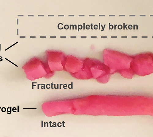 New Hydrogel Material for Vocal Cord Repair