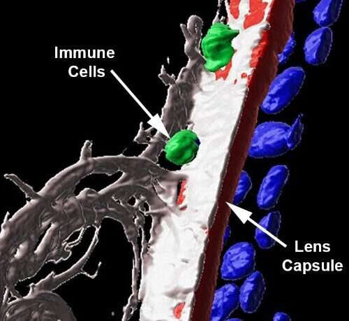 Immune cells could be doing much more than we think in protecting our eyes