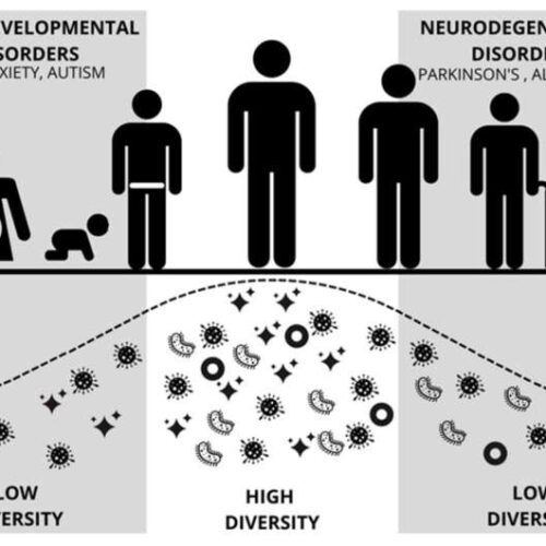 Research that potentially links autism and brain-gut microbiome